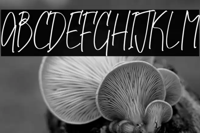 Midlenorth Constane Fuentes examples