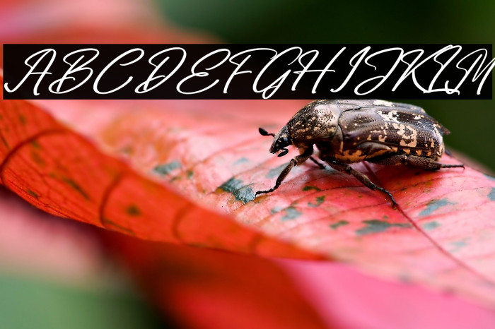 Midletton Blenda Italic Example 2