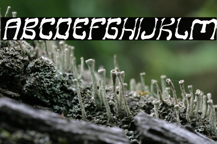 Midnight Show Italic Example 2