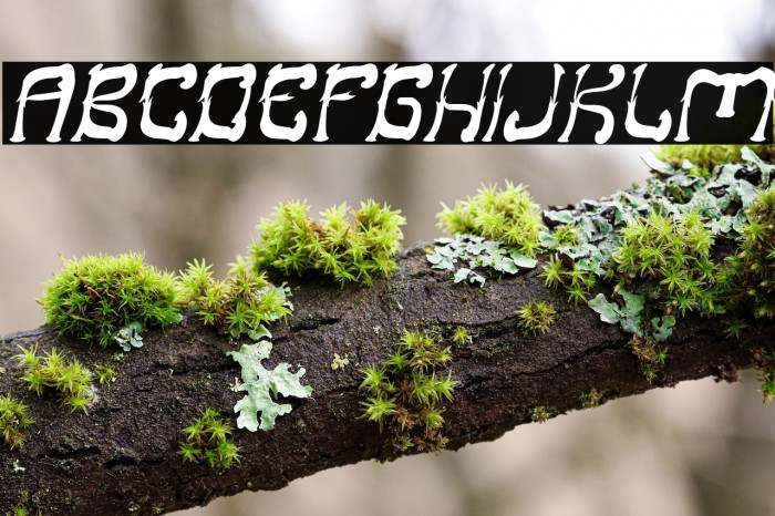 Midnight Show Italic Example 3