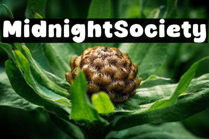 Midnight Society Example 2