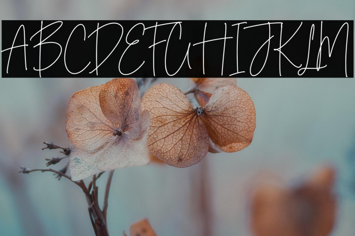 Midnight Wonders Example 3