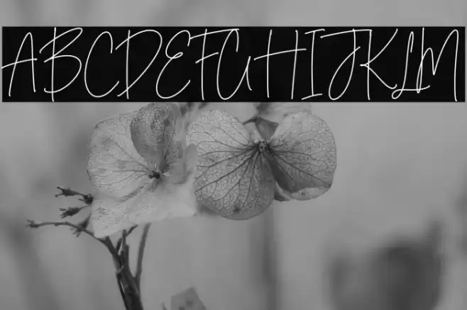 Midnight Wonders  examples