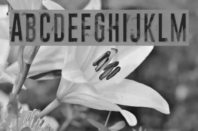 Midnight crimson Font examples