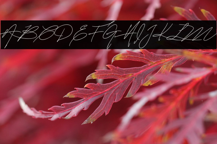 MightamBrush Example 1