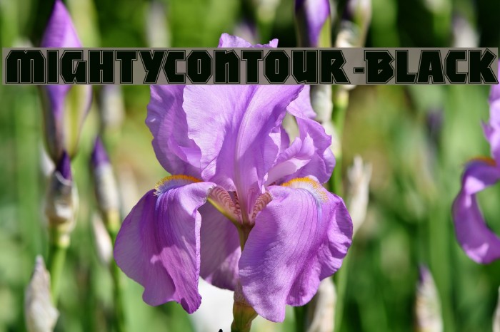 MightyContour-Black Font examples