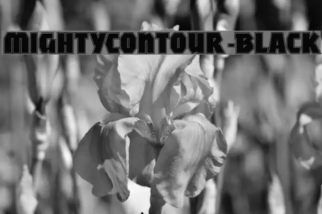 MightyContour-Black フォント examples