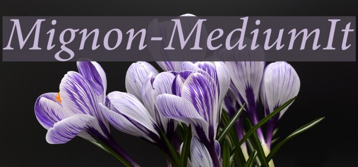 Mignon-MediumIt Font examples