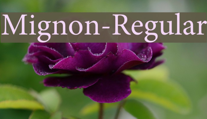 Mignon-Regular Font examples