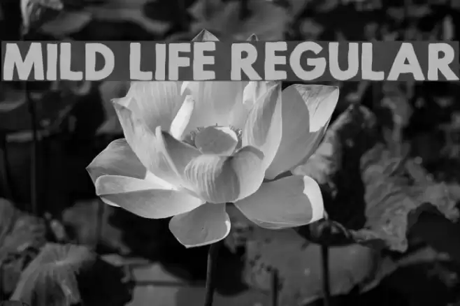 Mild Life Regular Font examples