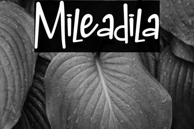 Mileadila Font examples