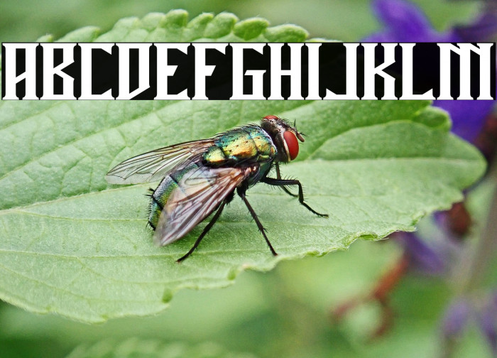 Miles Hunt Clean Example 2