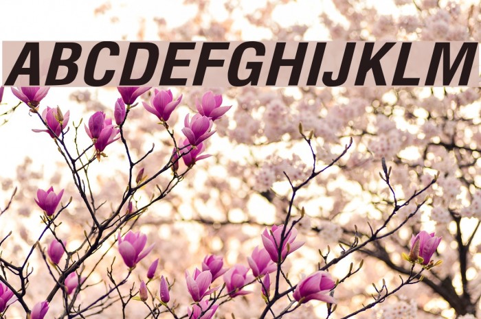 Milford Bold Italic Font examples