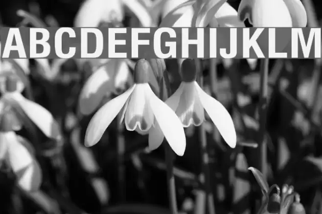 Milford Bold Font examples