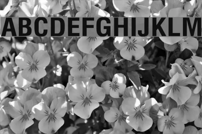 Milford Bold Font examples