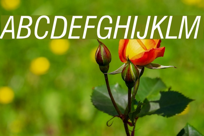 Milford Condensed Italic Font examples