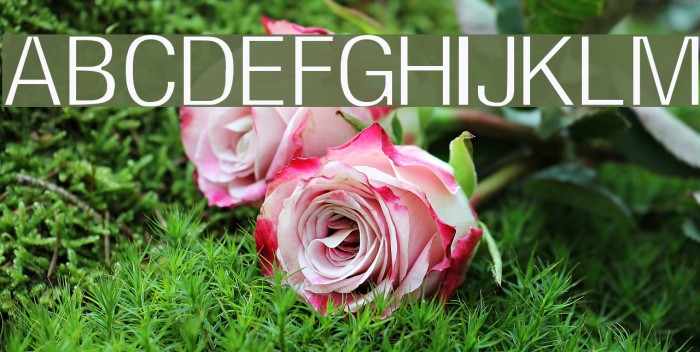 Milford Light Font examples