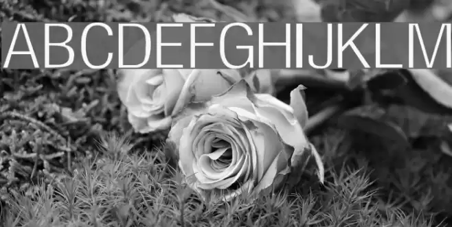 Milford Light Font examples