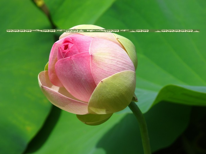 Military dingbats (demo)    Fenotype Example 1