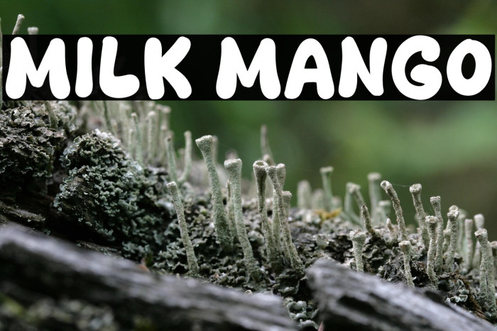 Milk Mango Example 3