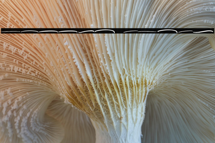 Millea Swash Example 1