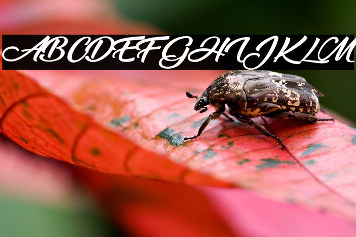 Millenia Personal Use  Example 2