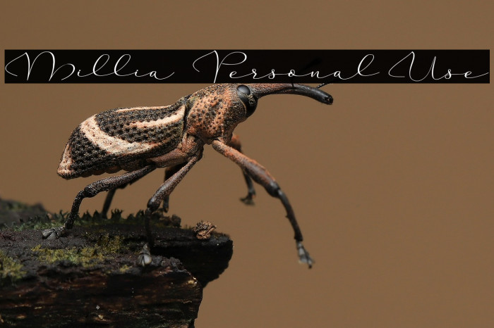 Millia - Personal Use Example 2