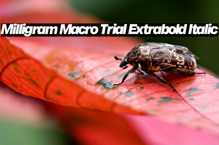 Milligram Macro Trial Extrabold Italic Example 1