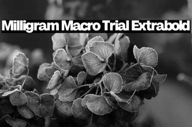 Milligram Macro Trial Extrabold Example 2