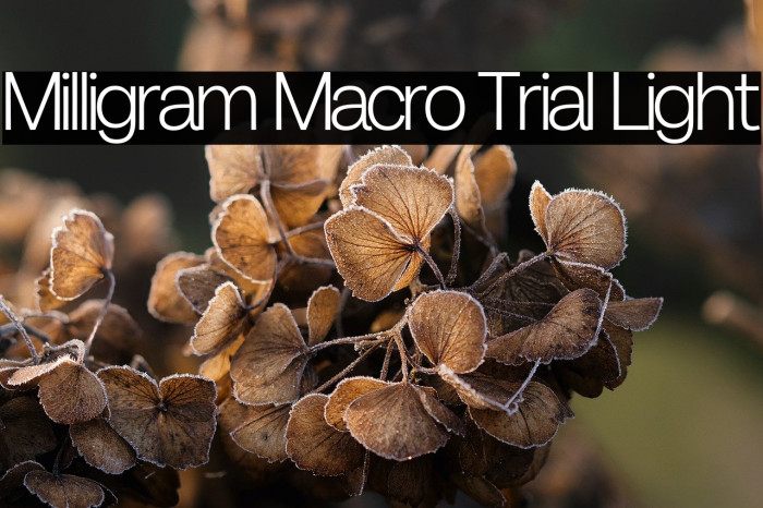 Milligram Macro Trial Light Example 3