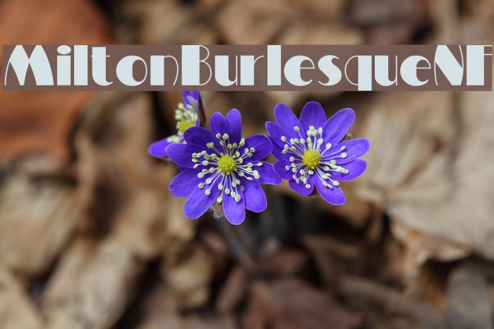 MiltonBurlesqueNF Font examples