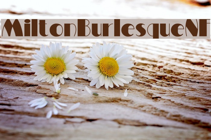 MiltonBurlesqueNF Font examples
