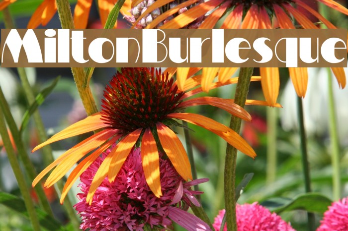 MiltonBurlesque Font examples