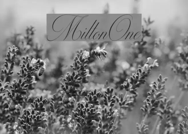 MiltonOne Font examples