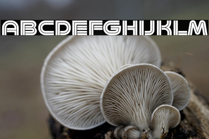 Minalis Double Demo Example 2