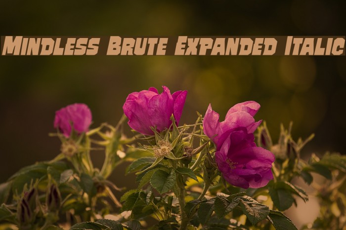 Mindless Brute Expanded Italic Font examples