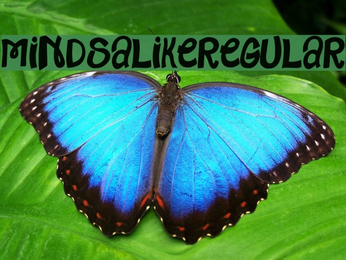 MindsAlike-Regular Example 1