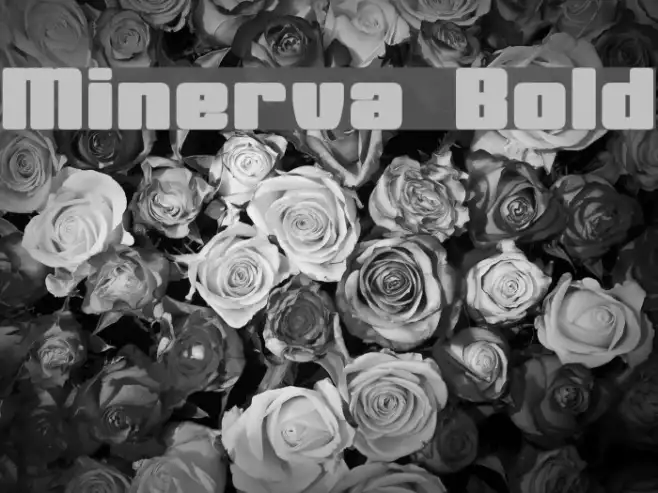 Minerva Bold Example 1