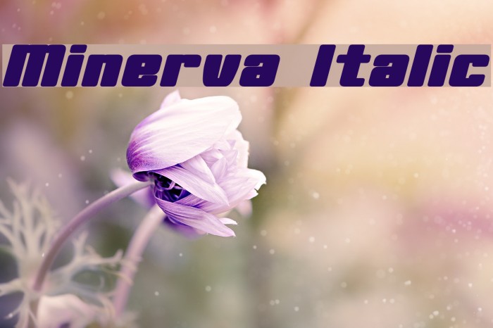 Minerva Italic Font examples