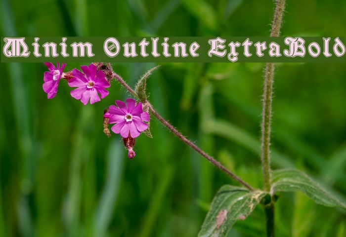 Minim Outline ExtraBold Font examples