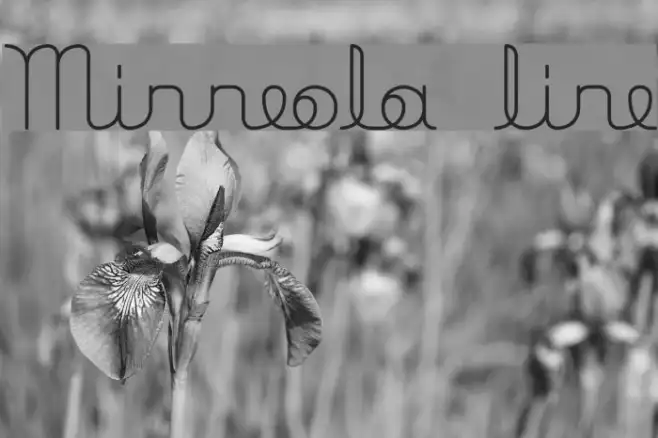 Minneola line Example 3