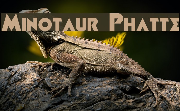 Minotaur Phatte Example 2