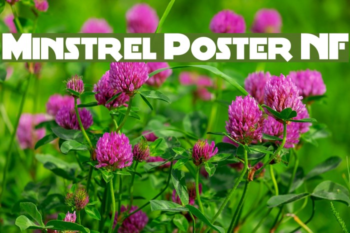 Minstrel Poster NF Font examples