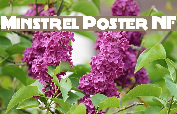 Minstrel Poster NF Font examples
