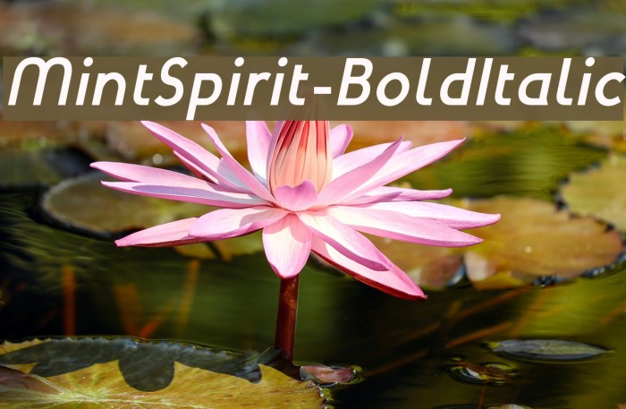 MintSpirit-BoldItalic Font examples