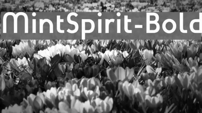 MintSpirit-Bold Font examples