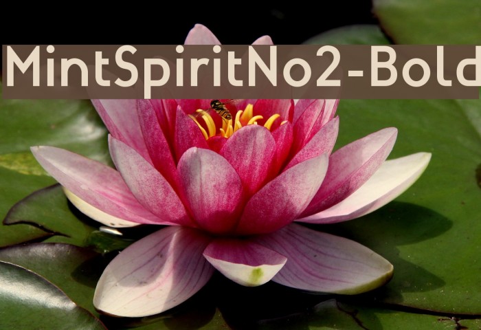 MintSpiritNo2-Bold Font examples