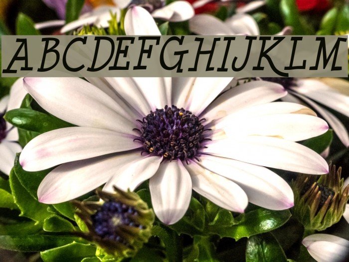 Minya Nouvelle Italic Font examples