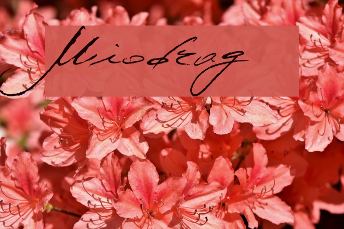 Miodrag Font examples