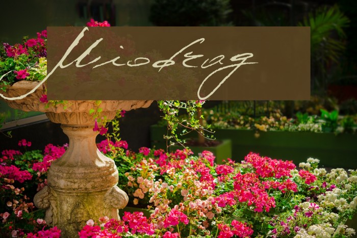 Miodrag Font examples